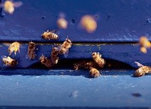 Naukowcy od dawna obserwują pszczoły, zastanawiając się nad przyczynami ich wymierania.