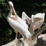 Warszawskie ZOO ma 90 lat