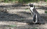 Warszawskie ZOO ma 90 lat