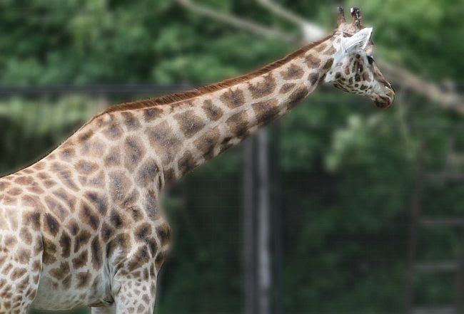 Warszawskie ZOO ma 90 lat