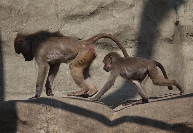 Warszawskie ZOO ma 90 lat