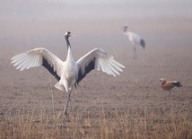 Żurawie a nie bociany