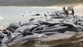 Co najmniej 130 wielorybów zginęło po wyrzuceniu na brzeg w Australii