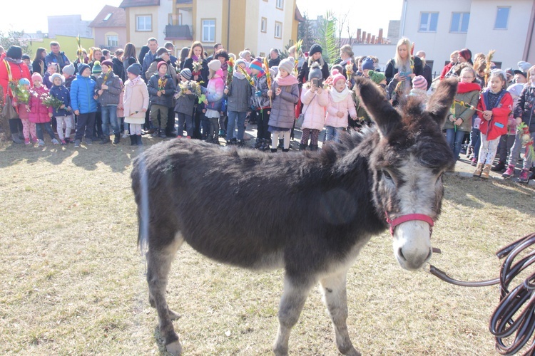 Niedziela z osiołkiem