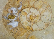 ▲	Muszle amonitów, czyli morskich zwierząt z czasów dinozaurów, można znaleźć w archikatedrze oliwskiej.