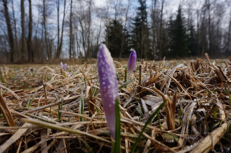 Fioletowe kwiaty na podhalańskich polanach 