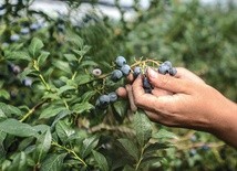 ▲	Miłosierdzie Boże jest realne, ma kształt, zapach i smak.