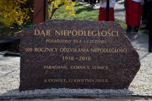 Dąb Niepodległości 