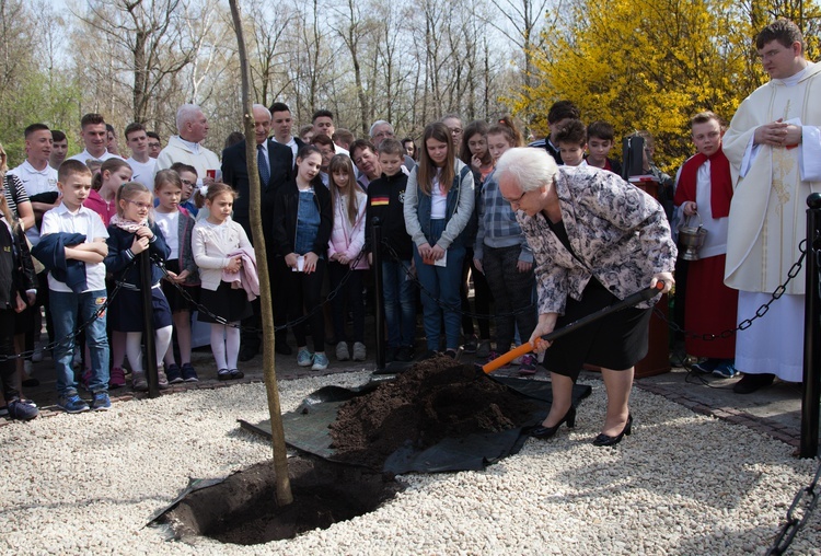 Dąb Niepodległości 