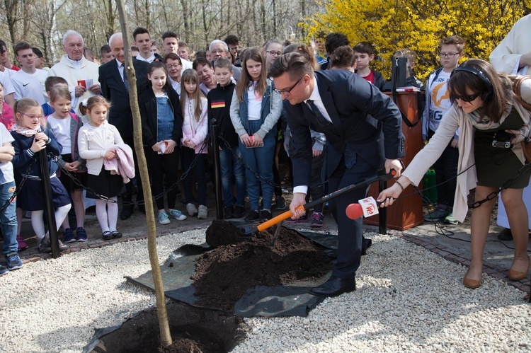 Dąb Niepodległości 