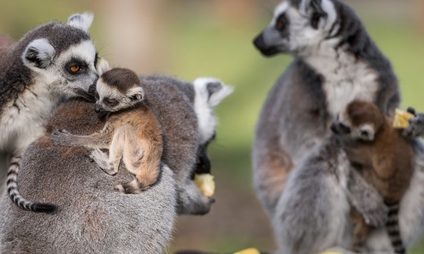 Lemurki