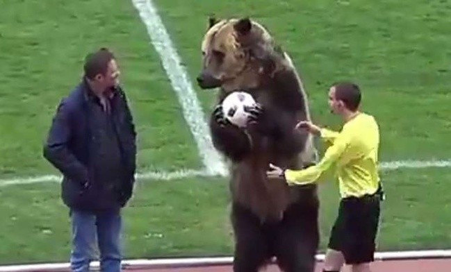 Wytresowany niedźwiedź bohaterem kolejki w piłkarskiej lidze rosyjskiej