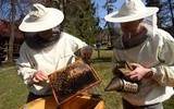 Można już leczyć pszczoły