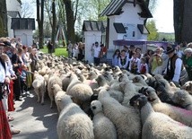 Owce poświęcone, sajty rozdane