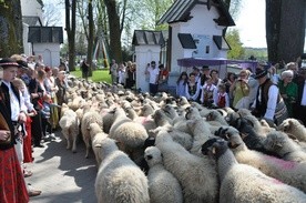 Owce poświęcone, sajty rozdane