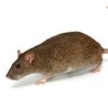 Myszy zabójcy