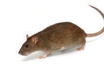 Myszy zabójcy