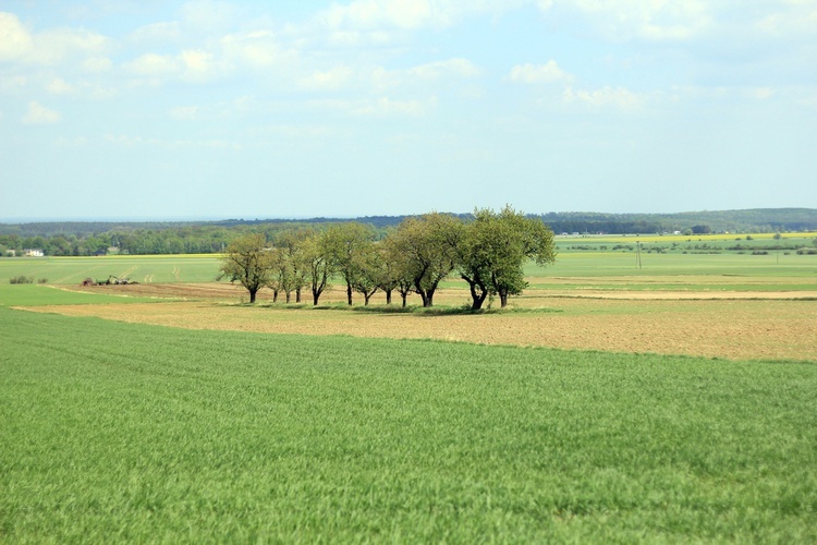 Aleje czereśniowe wokół Góry Świętej Anny