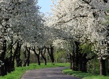 Aleje czereśniowe wokół Góry Świętej Anny