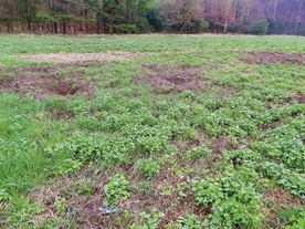 W szacowaniu szkód ma brać udział przedstawiciel koła łowieckiego, poszkodowany rolnik i sołtys. Ale jeśli myśliwy i rolnik nie znajdą na to czasu, cała praca spada na przedstawiciela samorządu.