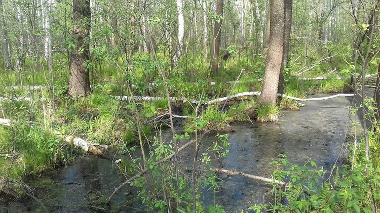 Poleski Park Narodowy