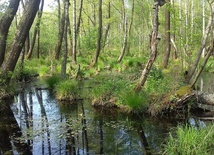 Poleski Park Narodowy