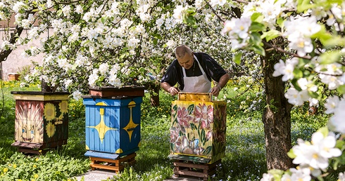 Bzzz... Z jasnogórskiego ula wylatuje rój pszczół. Kwitną jabłonie i morele.