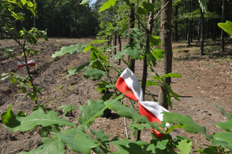 100 dębów w Brzesku-Słotwinie