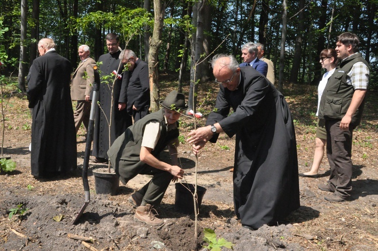 100 dębów w Brzesku-Słotwinie