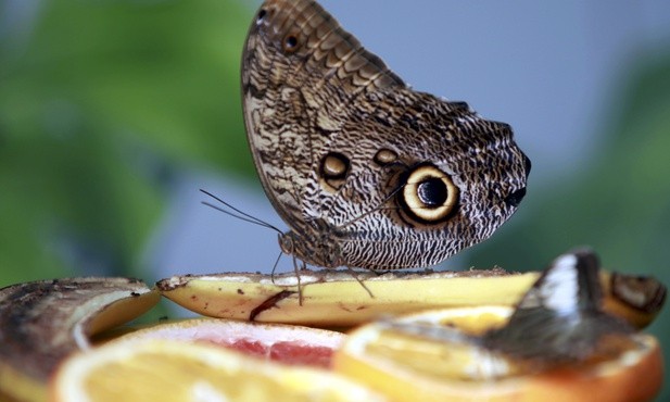 Motyl sowa