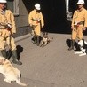 Psy pomagają znaleźć zaginionego górnika
