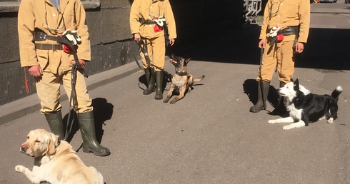 Psy pomagają znaleźć zaginionego górnika