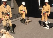 Psy pomagają znaleźć zaginionego górnika