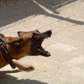Wyższe kary dla nieodpowiedzialnych właścicieli groźnych psów