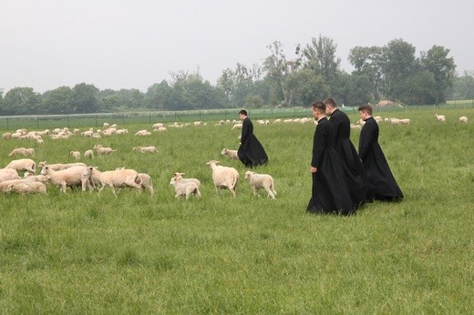 Pasterze posłani do owiec 