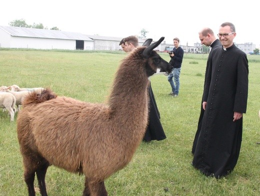 Pasterze posłani do owiec 