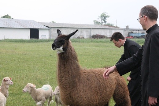 Pasterze posłani do owiec 