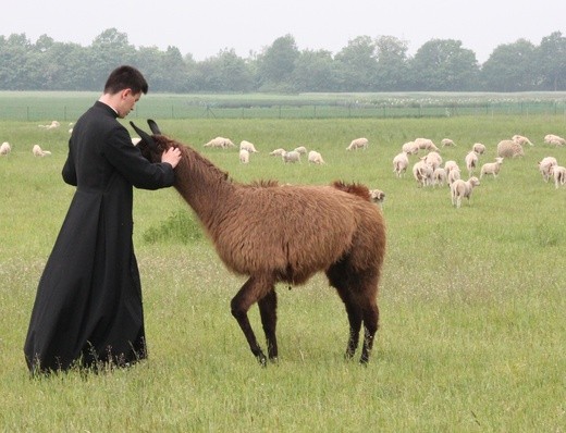 Pasterze posłani do owiec 