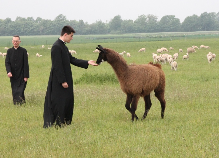 Pasterze posłani do owiec 