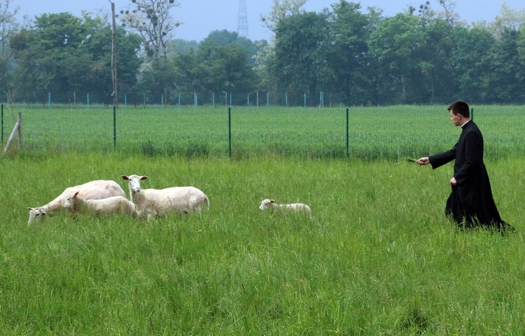 Pasterze posłani do owiec 