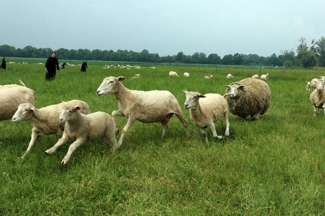 Pasterze posłani do owiec 