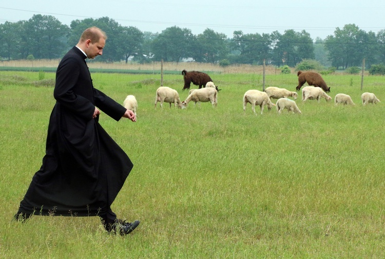 Pasterze posłani do owiec 