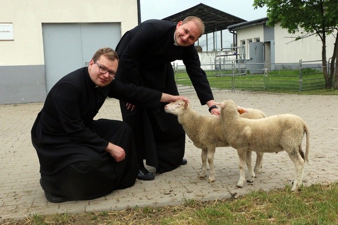 Pasterze posłani do owiec 