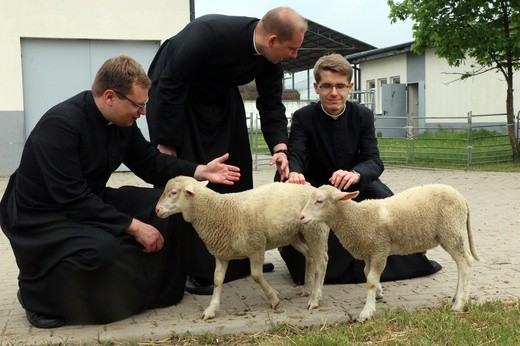 Pasterze posłani do owiec 