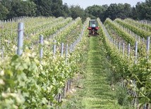 Winnica ma powierzchnię około hektara. Jest ulokowana na południowym zboczu z delikatnym odchyleniem zachodnim. Z punktu widzenia sztuki uprawy winorośli to układ idealny.