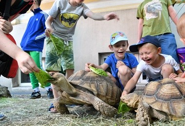 Wieczór marzeń