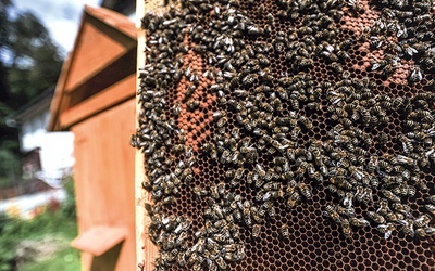 Odbudowa pszczelej rodziny to ogrom pracy. Pamiętajmy, by chronić te pożyteczne owady.
