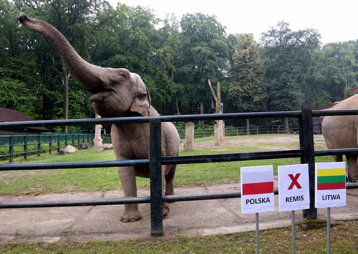 Która z drużyn wygra mecz Polska-Litwa?