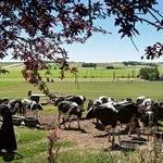 Księża filipini hodują w gospodarstwie mleczne krowy.