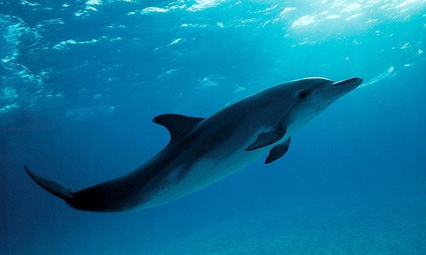 Polscy piłkarze w delfinarium